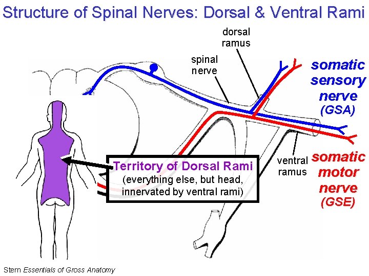 Structure of Spinal Nerves: Dorsal & Ventral Rami dorsal ramus spinal nerve somatic sensory