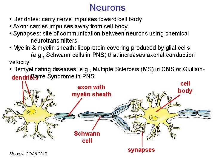 Neurons • Dendrites: carry nerve impulses toward cell body • Axon: carries impulses away