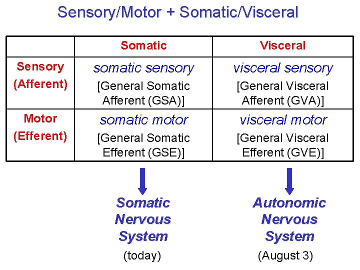 Sensory/Motor + Somatic/Visceral Somatic Visceral Sensory (Afferent) somatic sensory visceral sensory [General Somatic Afferent