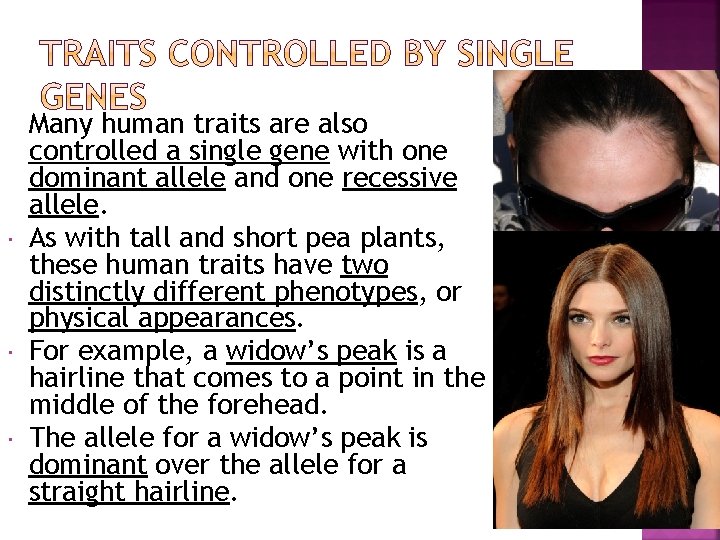  Many human traits are also controlled a single gene with one dominant allele