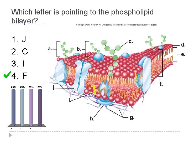 Which letter is pointing to the phospholipid bilayer? 1. 2. 3. 4. J C