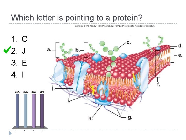 Which letter is pointing to a protein? 1. 2. 3. 4. C J E