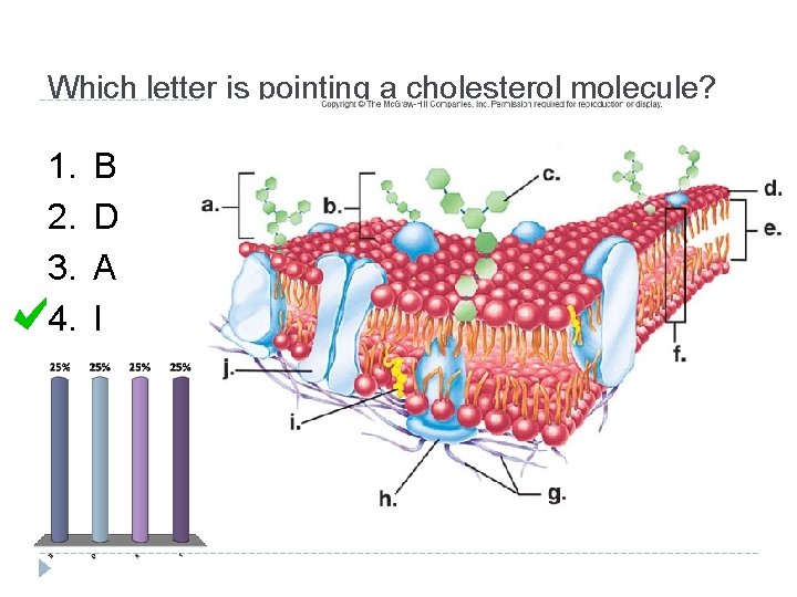 Which letter is pointing a cholesterol molecule? 1. 2. 3. 4. B D A