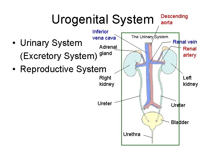 Urogenital System Inferior vena cava • Urinary System Adrenal (Excretory System) gland • Reproductive