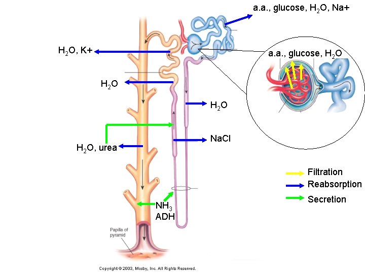 a. a. , glucose, H 2 O, Na+ H 2 O, K+ a. a.