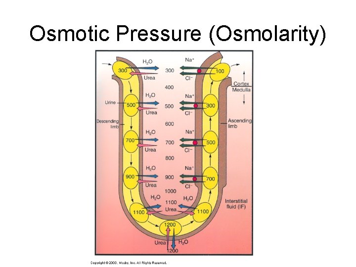 Osmotic Pressure (Osmolarity) 