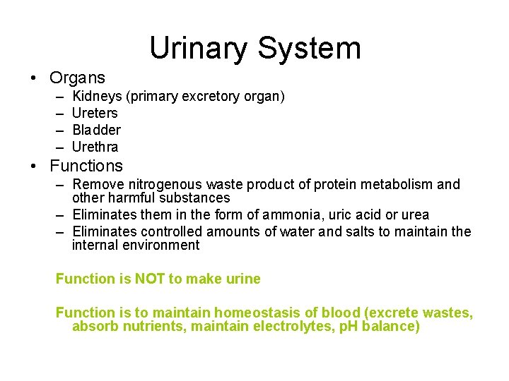 Urinary System • Organs – – Kidneys (primary excretory organ) Ureters Bladder Urethra •