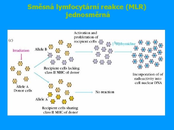 Směsná lymfocytární reakce (MLR) jednosměrná 