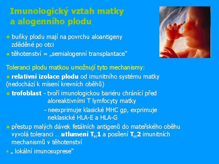 Imunologický vztah matky a alogenního plodu ● buňky plodu mají na povrchu aloantigeny zděděné