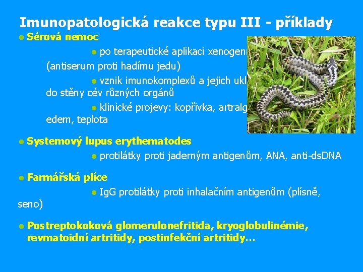 Imunopatologická reakce typu III - příklady ● Sérová nemoc ● po terapeutické aplikaci xenogenního