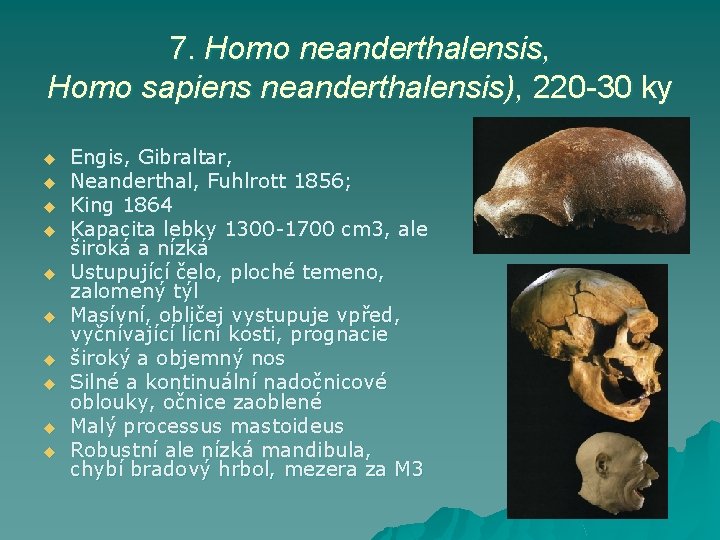 7. Homo neanderthalensis, Homo sapiens neanderthalensis), 220 -30 ky u u u u u