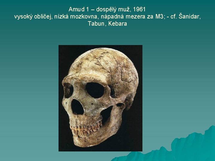 Amud 1 – dospělý muž, 1961 vysoký obličej, nízká mozkovna, nápadná mezera za M