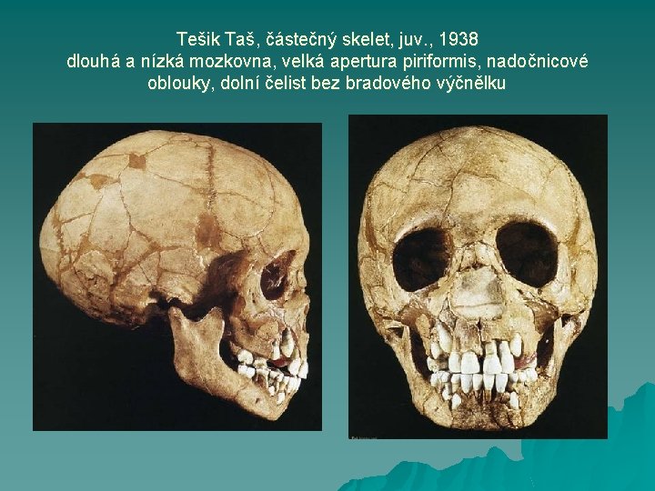 Tešik Taš, částečný skelet, juv. , 1938 dlouhá a nízká mozkovna, velká apertura piriformis,