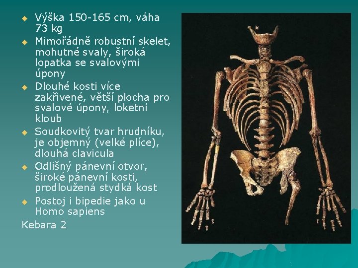 Výška 150 -165 cm, váha 73 kg u Mimořádně robustní skelet, mohutné svaly, široká