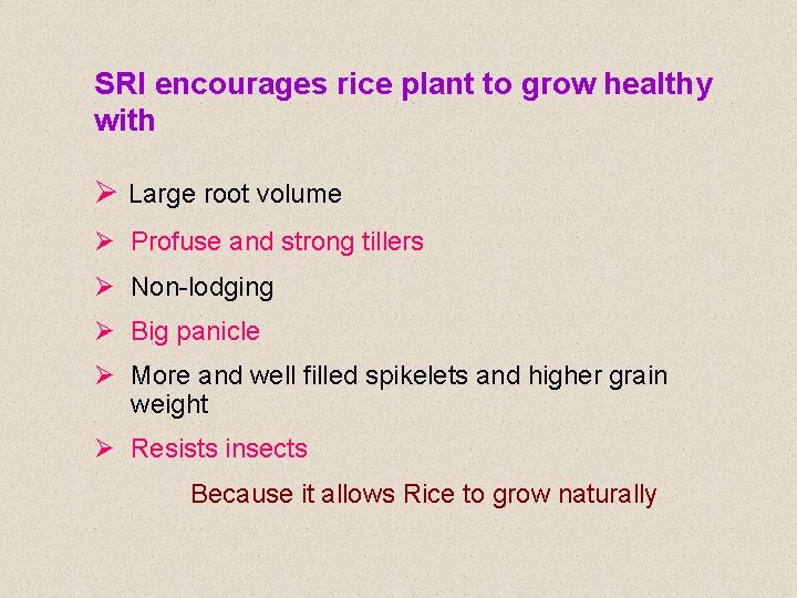 SRI encourages rice plant to grow healthy with Ø Large root volume Ø Profuse