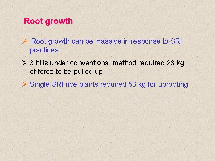 Root growth Ø Root growth can be massive in response to SRI practices Ø