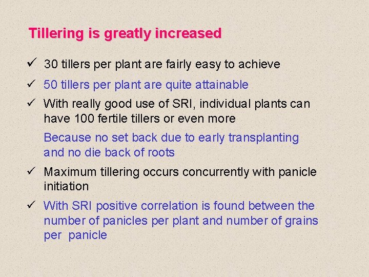 Tillering is greatly increased ü 30 tillers per plant are fairly easy to achieve