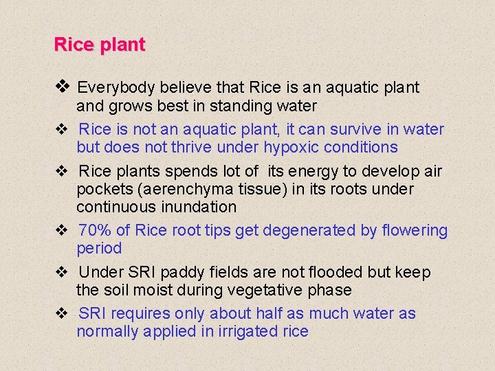 Rice plant v Everybody believe that Rice is an aquatic plant v v v