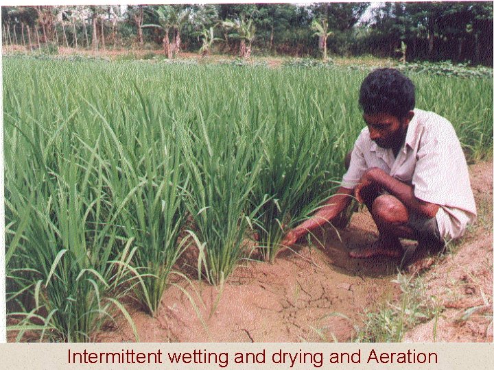 Intermittent wetting and drying and Aeration 