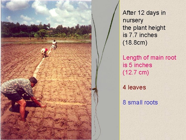 After 12 days in nursery the plant height is 7. 7 inches (18. 8