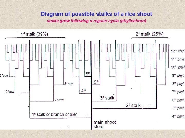 Diagram of possible stalks of a rice shoot stalks grow following a regular cycle