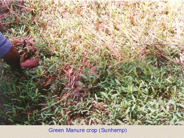 Green Manure crop (Sunhemp) 