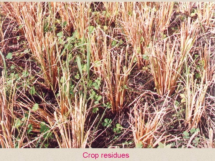 Crop residues 