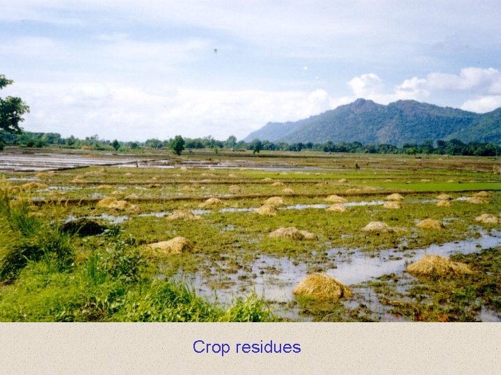 Crop residues 