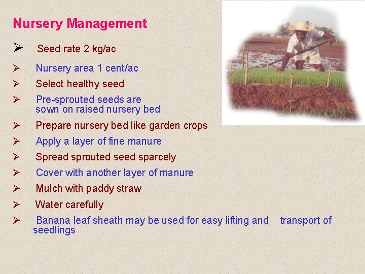 Nursery Management Ø Seed rate 2 kg/ac Ø Nursery area 1 cent/ac Ø Select