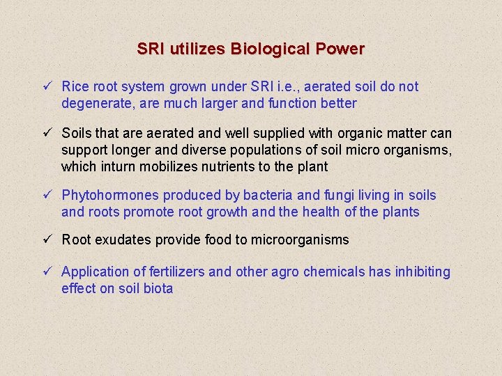 SRI utilizes Biological Power ü Rice root system grown under SRI i. e. ,