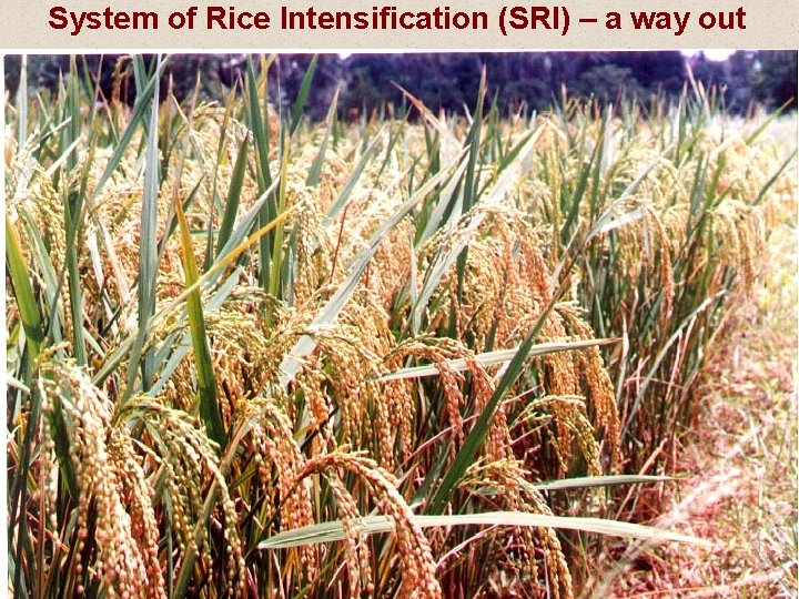 System of Rice Intensification (SRI) – a way out 