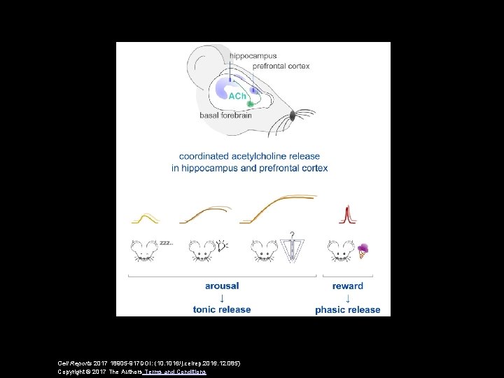 Cell Reports 2017 18905 -917 DOI: (10. 1016/j. celrep. 2016. 12. 085) Copyright ©