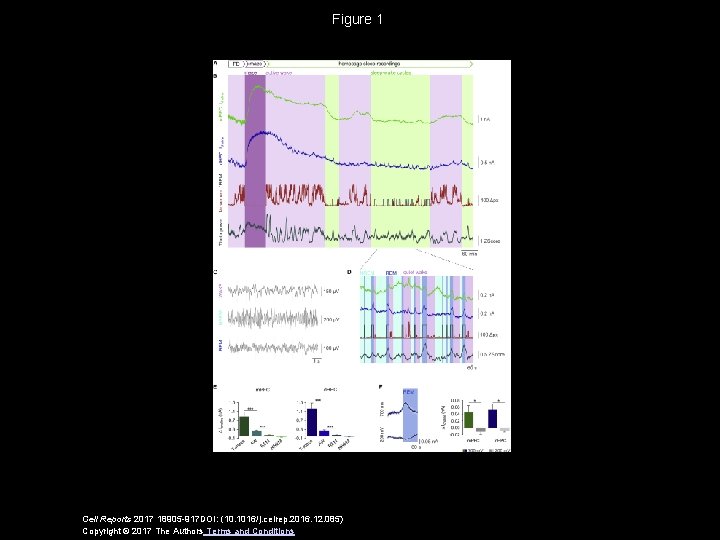 Figure 1 Cell Reports 2017 18905 -917 DOI: (10. 1016/j. celrep. 2016. 12. 085)