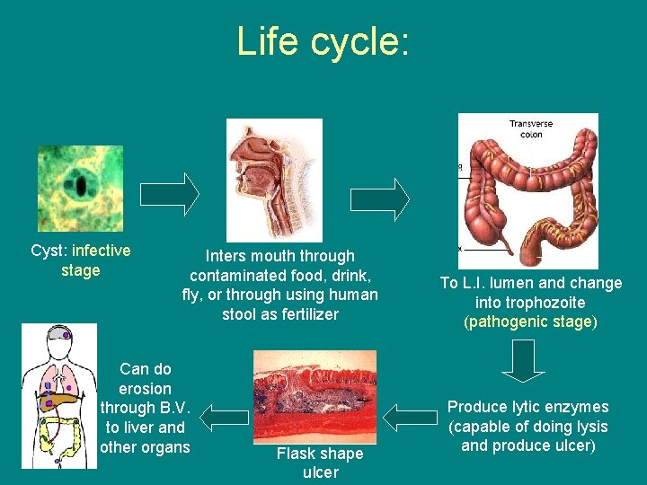 Life cycle: Cyst: infective stage Inters mouth through contaminated food, drink, fly, or through