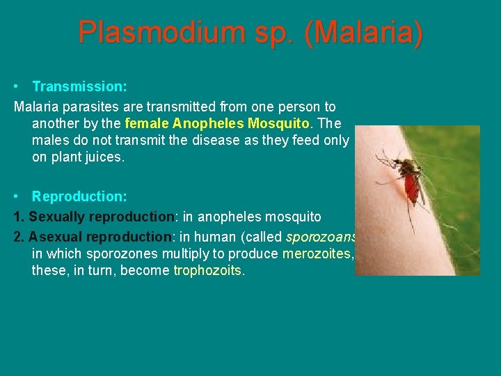 Plasmodium sp. (Malaria) • Transmission: Malaria parasites are transmitted from one person to another