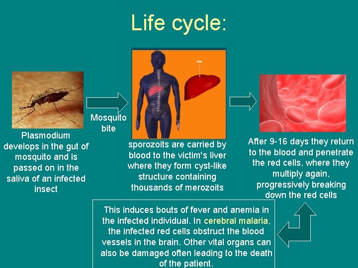 Life cycle: Mosquito bite Plasmodium develops in the gut of mosquito and is passed