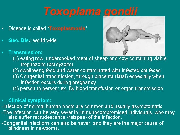 Toxoplama gondii • Disease is called “Toxoplasmosis” • Geo. Dis. : world wide •