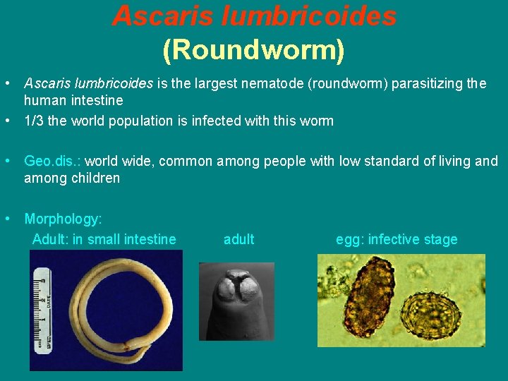 Ascaris lumbricoides (Roundworm) • Ascaris lumbricoides is the largest nematode (roundworm) parasitizing the human