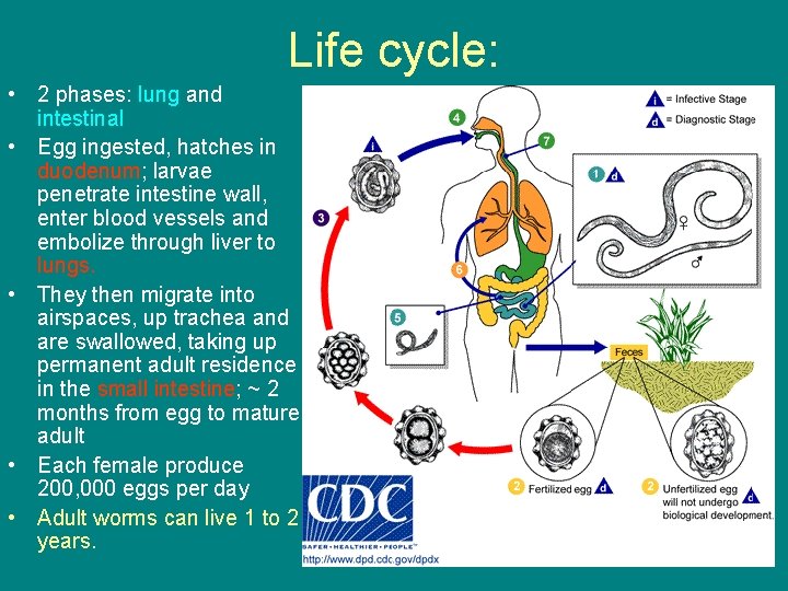 Life cycle: • 2 phases: lung and intestinal • Egg ingested, hatches in duodenum;