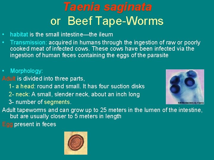 Taenia saginata or Beef Tape-Worms • habitat is the small intestine—the ileum • Transmission: