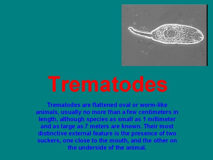 Trematodes are flattened oval or worm-like animals, usually no more than a few centimeters