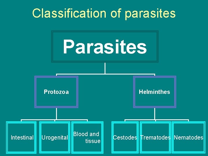 Classification of parasites Protozoa Intestinal Urogenital Helminthes Blood and tissue Cestodes Trematodes Nematodes 