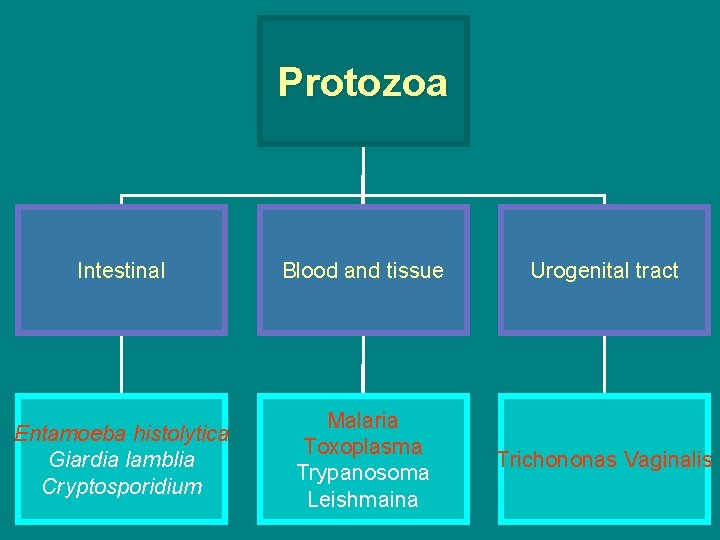 Protozoa Intestinal Blood and tissue Urogenital tract Entamoeba histolytica Giardia lamblia Cryptosporidium Malaria Toxoplasma