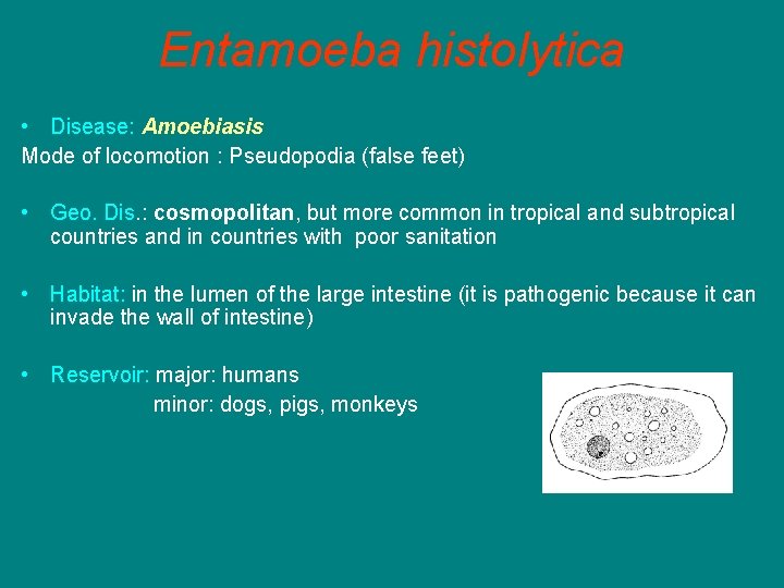 Entamoeba histolytica • Disease: Amoebiasis Mode of locomotion : Pseudopodia (false feet) • Geo.