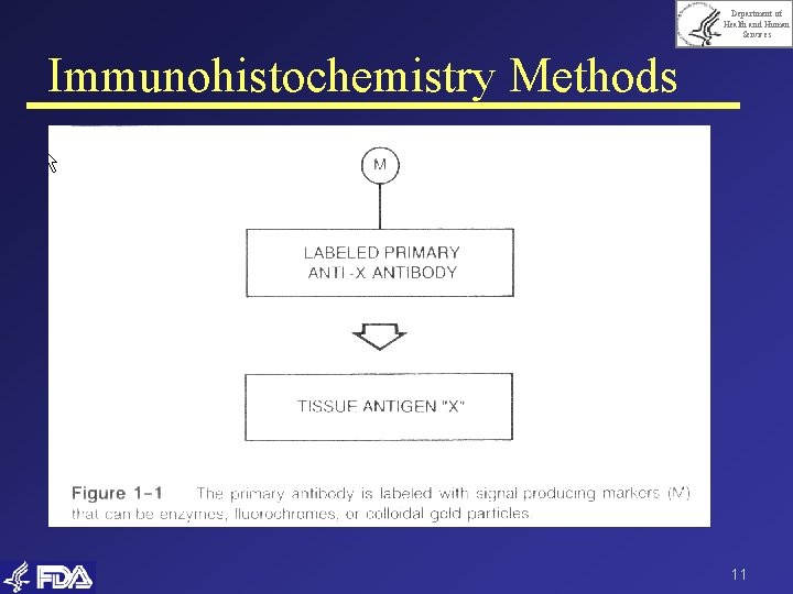 Department of Health and Human Services Immunohistochemistry Methods 11 