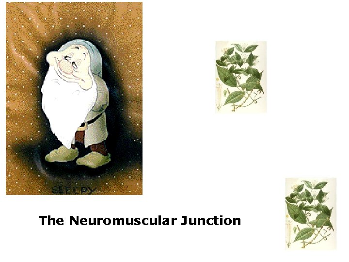 The Neuromuscular Junction 