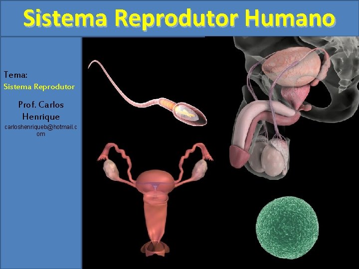 Sistema Reprodutor Humano Tema: Sistema Reprodutor Prof. Carlos Henrique carloshenriqueb@hotmail. c om 