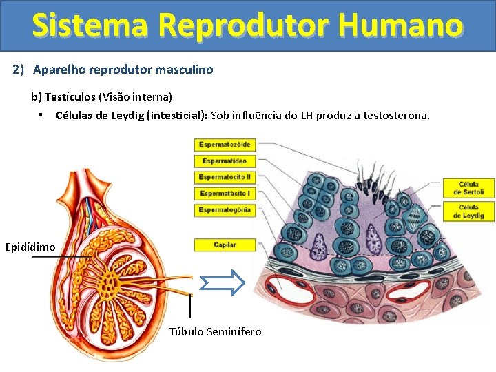 Sistema Reprodutor Humano 2) Aparelho reprodutor masculino b) Testículos (Visão interna) § Células de