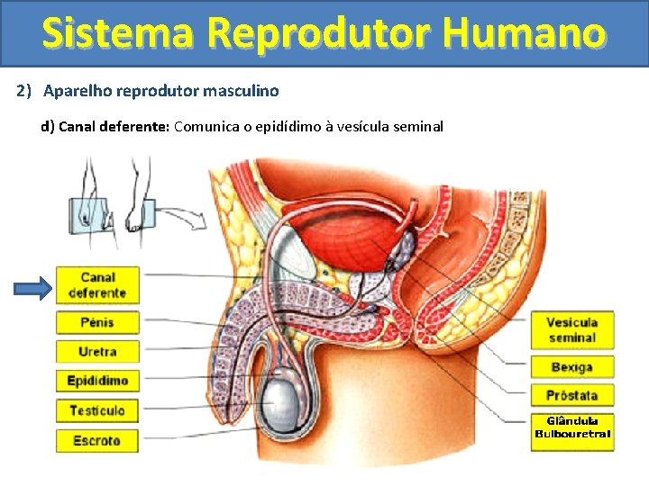 Sistema Reprodutor Humano 2) Aparelho reprodutor masculino d) Canal deferente: Comunica o epidídimo à Sistema Reprodutor Humano 2) Aparelho reprodutor masculino d) Canal deferente: Comunica o epidídimo à