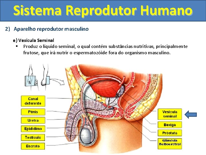 Sistema Reprodutor Humano 2) Aparelho reprodutor masculino e) Vesícula Seminal § Produz o líquido